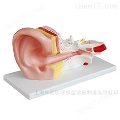 中耳解剖模型-中耳结构模型-耳解剖模型