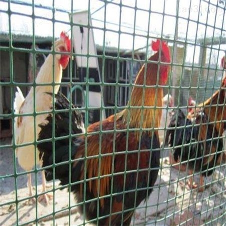 山坡养鸡场 铁丝网围栏网 圈地养鸡绿 养殖场包塑铁线荷兰网