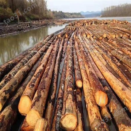 木方加工厂 呈果4x8樟子松木方批发直销现货供应